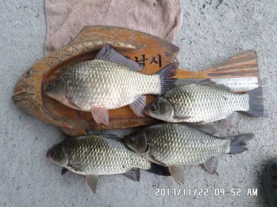 탄금호낚시조황