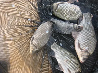 충주탄금호낚시 대물38cm조황