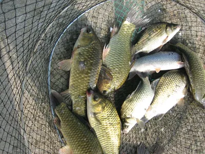 충주 탄금호 낚시조황