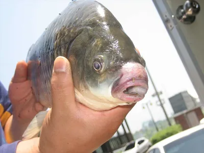 충주탄금호낚시 대물49cm