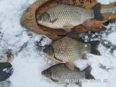 탄금호낚시조황