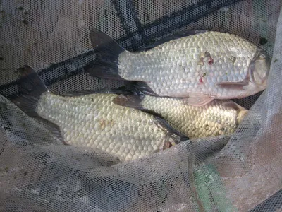 충주탄금호 낚시조황