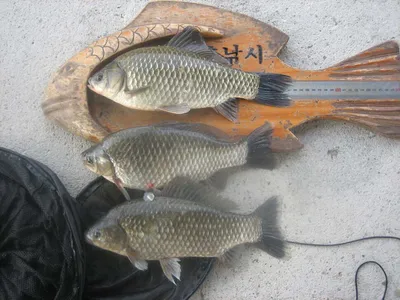 충주탄금호낚시대물39cm조황