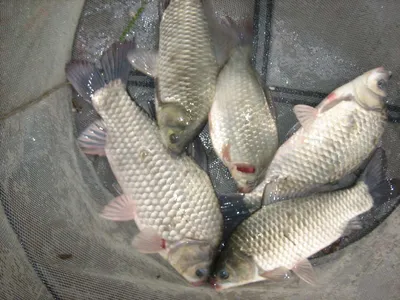 충주탄금호낚시 조황