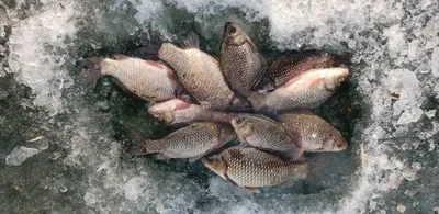 충주 탄금호 낚시조황