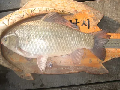 충주탄금호낚시 대물37.5cm조황