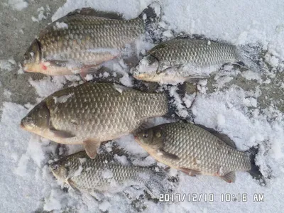 탄금호낚시조황