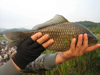충주 탄금호 낚시조황