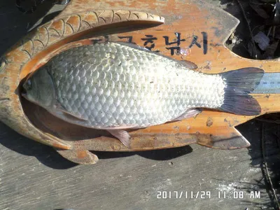 탄금호낚시조황