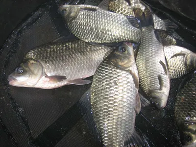 충주 탄금호 낚시조황