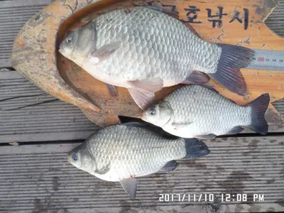 탄금호낚시조황