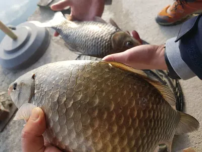 충주 탄금호 낚시조황