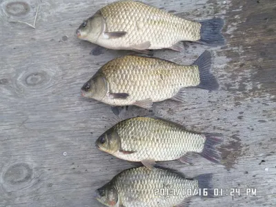 탄금호낚시조황