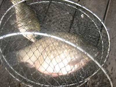 충주탄금호낚시 특대물조황