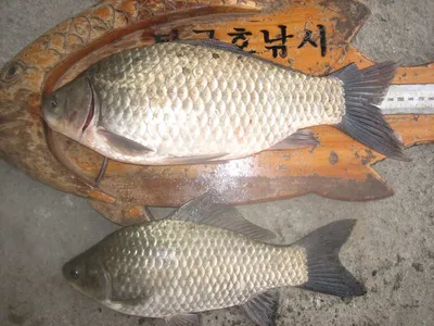 충주탄금호낚시 대물조황