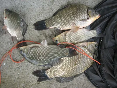 충주 탄금호 낚시조황