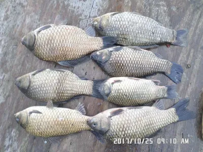 탄금호낚시조황