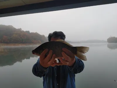 돌감낚시터 붕어조황입니다.