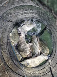 사오리 낚시터 조황입니다 