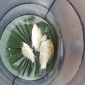 실리곡낚시터 37.36.5cm 조황입니다.