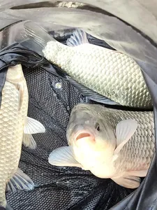 청풍 한버들 대박 조황입니다(4짜포함)