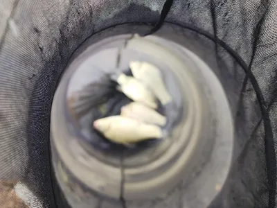 청풍 한버들 조황입니다