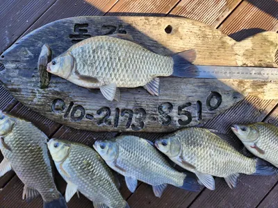 돌감낚시터 붕어조황입니다.