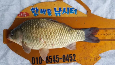 한버들 조황입니다