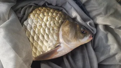 한버들 4짜 포함 허릿급 조황입니다