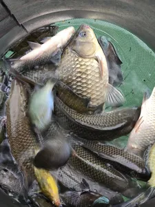 목벌낚시터 입니다.