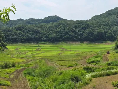 청풍 실리곡낚시터 41cm 조황입니다.