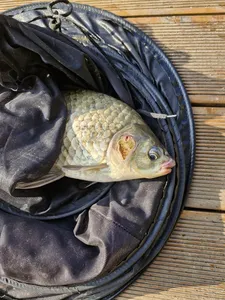 사오리낚시터 조황정보