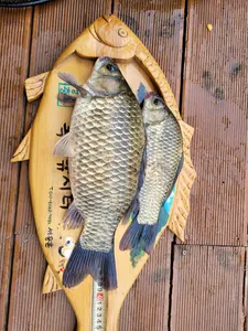 목벌조황소식입니다.