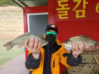 돌감낚시터 붕어조황입니다.