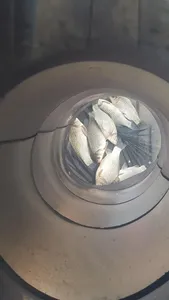 청풍호 한버들 조황입니다