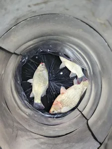 청풍 한버들 4짜 조황입니다