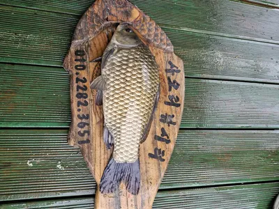 사오리 낚시터 조황정보