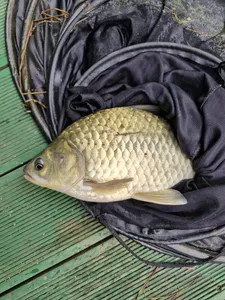 사오리 낚시터 조황정보