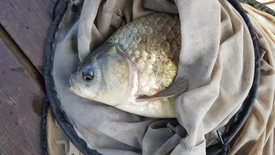 한버들 4짜 포함 허릿급 조황입니다