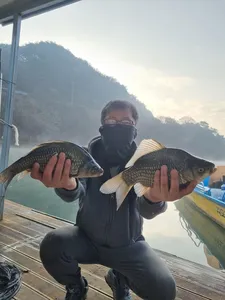 사오리 낚시터 조황정보