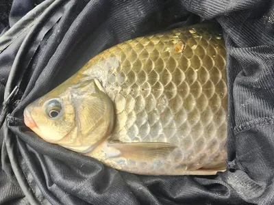 청풍 한버들 허리급및 월척들 호조황입니다