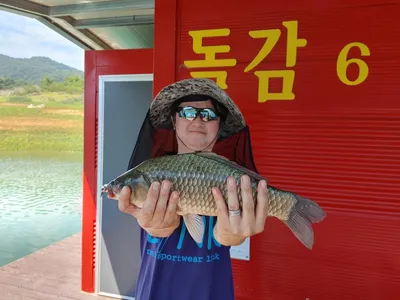 돌감낚시터 붕어조황입니다.