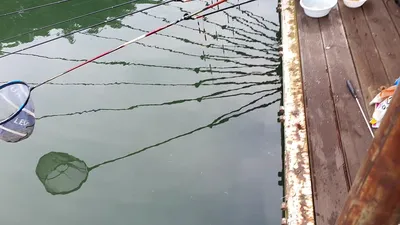 신매낚시터 7월 3일조황 