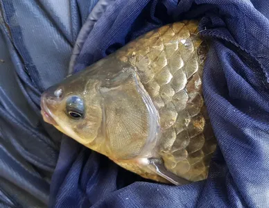 청풍 한버들 낚시터 4짜포함 허릿급 조황입니다