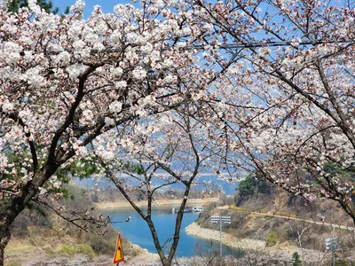 청풍 한버들 허릿급 조황입니다
