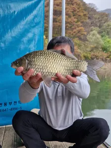 사오리낚시터 조황정보