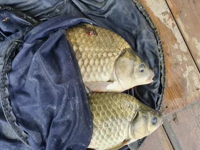 실리곡낚시터 4짜.4짜.대박 허리급 조황입니다.