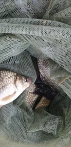 충주호 짱가네낚시터 