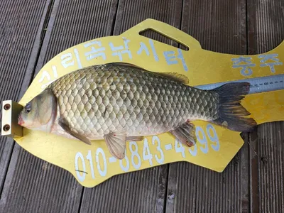 청풍 실리곡낚시터 42cm 조황입니다.
