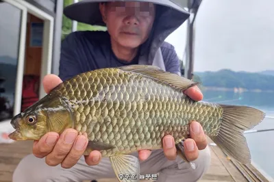 튼실한  충주댐 대물 붕어 보소~!!